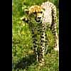 Gepard