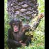 Schimpansenkind