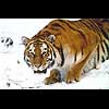 Sibirischer Tiger