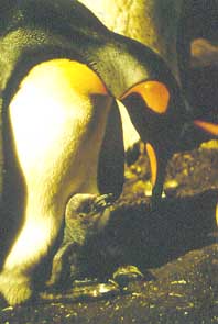 Adeli junges mit Mutter